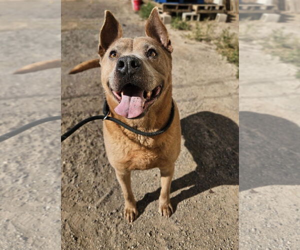 Medium Photo #2 Mutt Puppy For Sale in El Centro, CA, USA