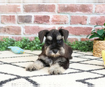 Small #4 Schnauzer (Miniature)