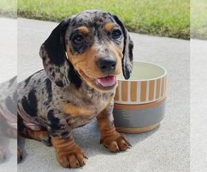 Dachshund Puppy for sale in BROKEN ARROW, OK, USA