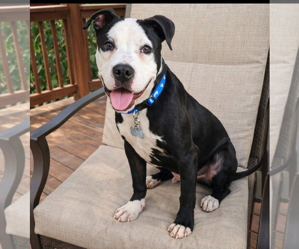 Medium Photo #1 Mutt Puppy For Sale in Euless, TX, USA