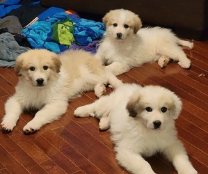 Great Pyrenees Puppy for sale in TROY, MO, USA