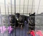 Small Photo #1 German Shepherd Dog Puppy For Sale in BELTON, MO, USA