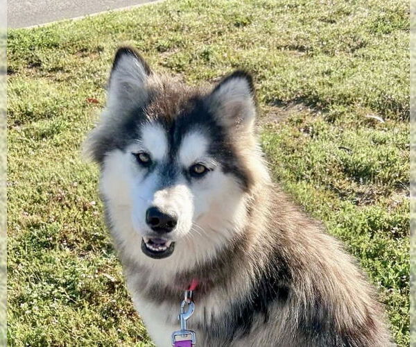 Medium Photo #5 Siberian Husky-Unknown Mix Puppy For Sale in Newport Beach, CA, USA