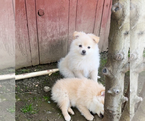 American Eskimo Dog-Miniature Spitz Mix Puppy for sale in WEST COVINA, CA, USA