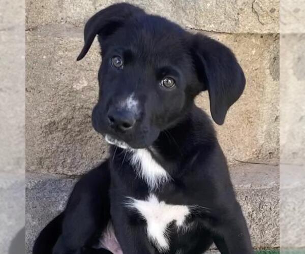 Medium Photo #7 Labrador Retriever-Unknown Mix Puppy For Sale in San Diego, CA, USA