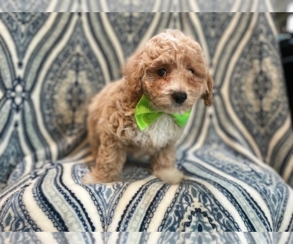 Medium Photo #6 Bichpoo Puppy For Sale in LAKELAND, FL, USA