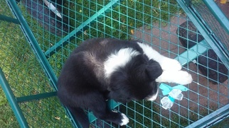 Border Collie Puppy for sale in HILLSIDE, CO, USA