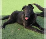 Small #9 Labrador Retriever Mix