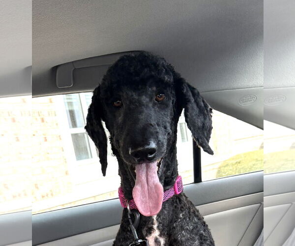 Medium Photo #1 Poodle (Standard) Puppy For Sale in Wheaton, IL, USA