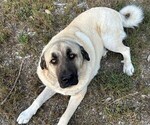 Small #2 Caucasian Shepherd Dog-Kangal Dog Mix