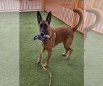 Small #1 Mutt