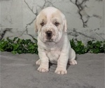 Small #6 Cocker-Pei