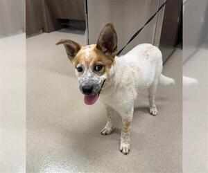 Mutt Dogs for adoption in Baytown, TX, USA