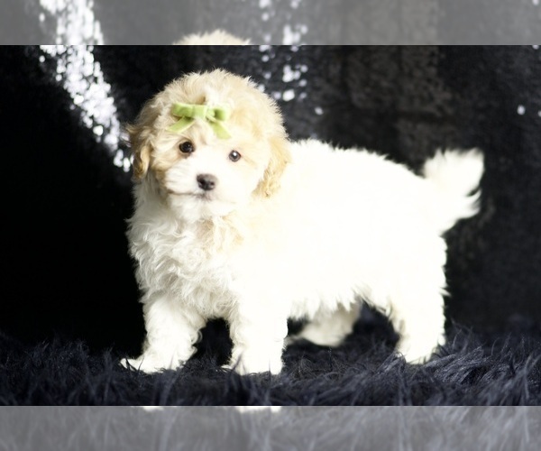 Medium Photo #68 Maltipoo Puppy For Sale in WARSAW, IN, USA