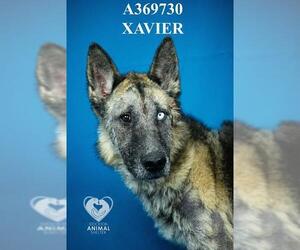 German Shepherd Dog-Unknown Mix Dogs for adoption in Stockton, CA, USA