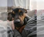 Small #1 Mutt