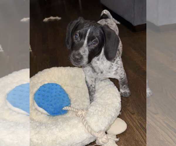 Medium Photo #8 Bluetick Coonhound-Unknown Mix Puppy For Sale in pomfret, CT, USA