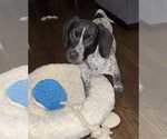 Small #7 Bluetick Coonhound Mix