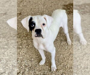 Boxer Dogs for adoption in Austin, TX, USA