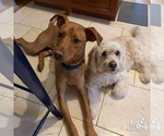 Small Photo #3 Labrador Retriever-Retriever  Mix Puppy For Sale in Washington, DC, USA