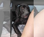 Small Photo #1 Great Dane-Labrador Retriever Mix Puppy For Sale in Bullard, TX, USA
