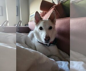Casper of MD - Female American Eskimo Dog-Unknown Mix Dog for Adoption - Photo #2
