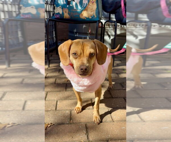 Medium Photo #18 Chiweenie Puppy For Sale in Mooresville, NC, USA