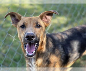 German Shepherd Dog-Unknown Mix Dogs for adoption in Anniston, AL, USA