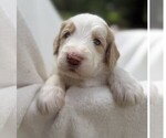 Small Photo #29 Goldendoodle Puppy For Sale in PIERSON, FL, USA