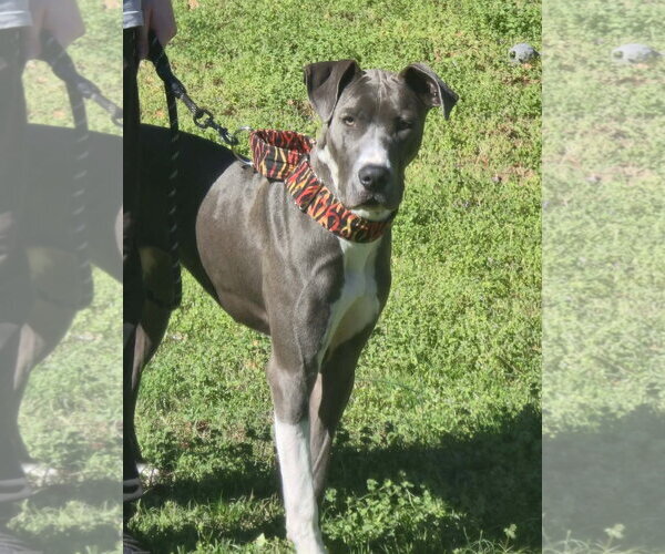 Medium Photo #2 Great Dane-Unknown Mix Puppy For Sale in Huntersville, NC, USA