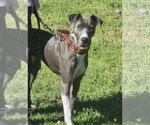 Small #1 Great Dane Mix