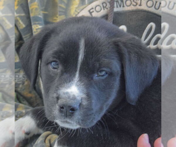 Medium Photo #5 American Bulldog-Unknown Mix Puppy For Sale in Huntley, IL, USA
