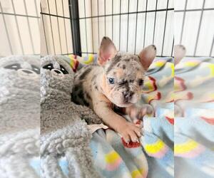 French Bulldog Puppy for sale in SACRAMENTO, CA, USA