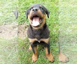 Rottweiler Puppy for sale in BOHEMIA, NY, USA
