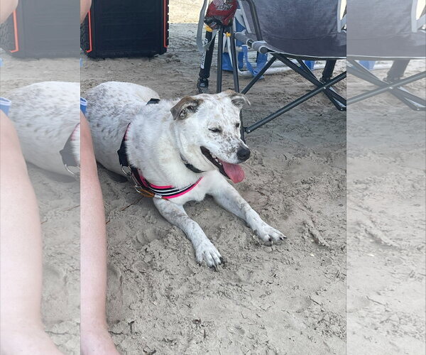 Medium Photo #7 Mutt Puppy For Sale in Rosenberg, TX, USA