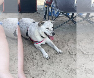 Bindi - Female Mutt Dog for Adoption - Photo #7