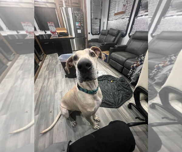 Medium Photo #2 Great Dane-Unknown Mix Puppy For Sale in Bullard, TX, USA