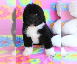 Sheepadoodle Puppy for Sale in ASPERMONT, Texas USA