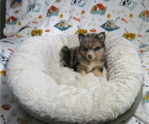 Pomeranian Puppy for sale in COOKEVILLE, TN, USA