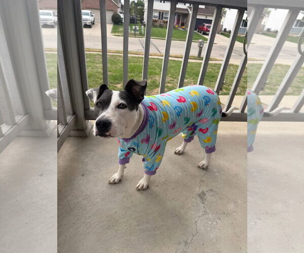 Medium Photo #7 American Pit Bull Terrier-Unknown Mix Puppy For Sale in Germantown, OH, USA