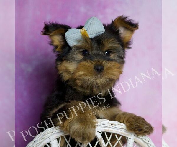 Medium Photo #5 Yorkshire Terrier Puppy For Sale in WARSAW, IN, USA