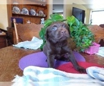 Small Photo #2 Labrador Retriever Puppy For Sale in REED CITY, MI, USA