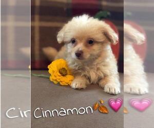 Chihuahua-Poodle (Toy) Mix Puppy for sale in LENNON, MI, USA