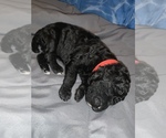 Small Photo #3 Poodle (Standard) Puppy For Sale in LEXINGTON, SC, USA