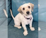 Small #2 Maltese