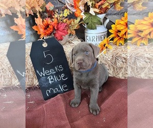 Labrador Retriever Dog for Adoption in MEDFORD, Oregon USA