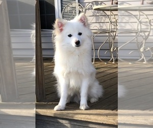 Pomsky Puppy for Sale in SAVOY, Massachusetts USA