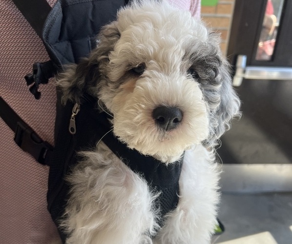 Medium Photo #20 Sheepadoodle Puppy For Sale in HUNTINGTON BEACH, CA, USA