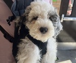 Small #19 Sheepadoodle