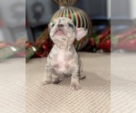 Small Photo #3 French Bulldog Puppy For Sale in HILTON, NY, USA